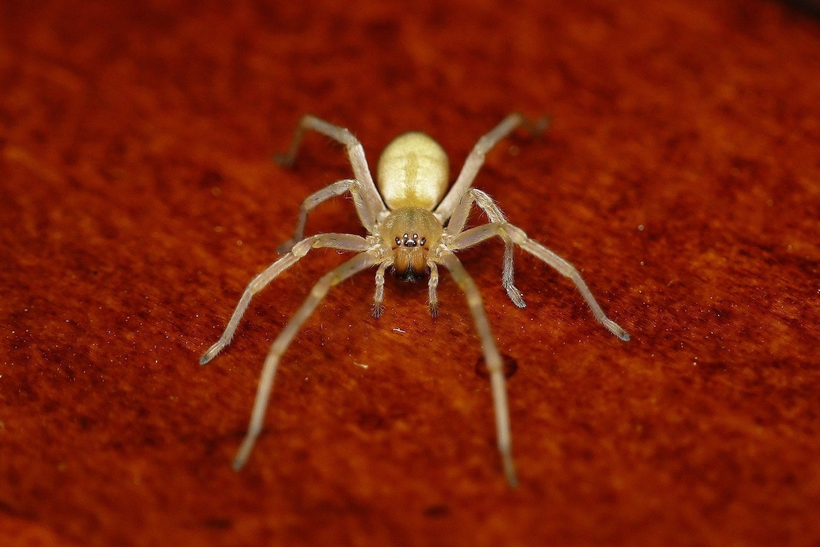 Long-Legged Sac Spider