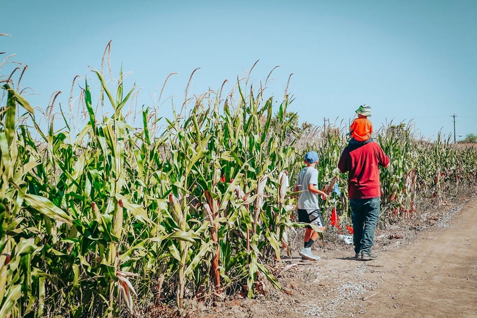 image of people walking throuhg a corn field