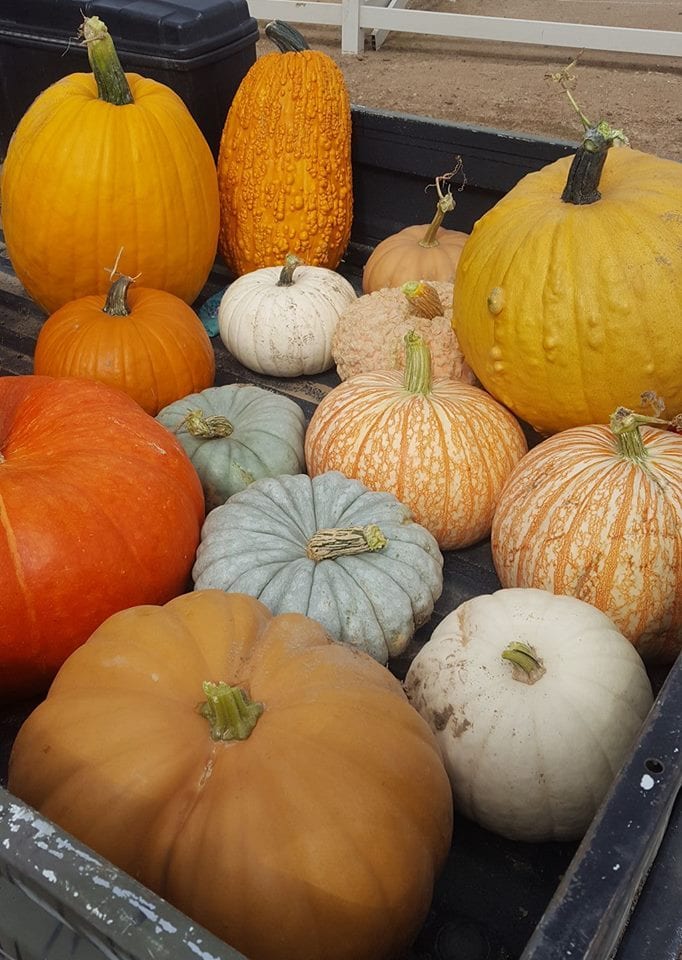 image of pumpkins and gourds