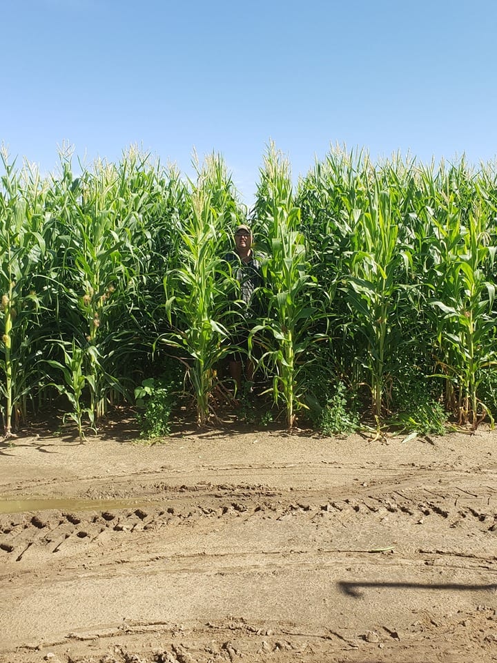 image of corn stalks