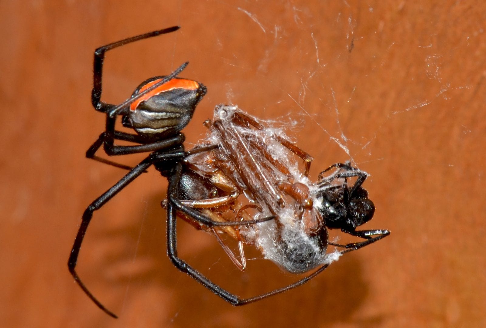 Redback spider eats bullant