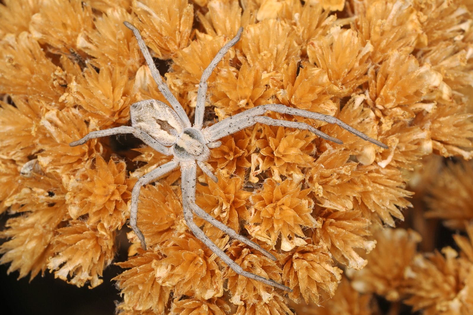 Running Crab Spider