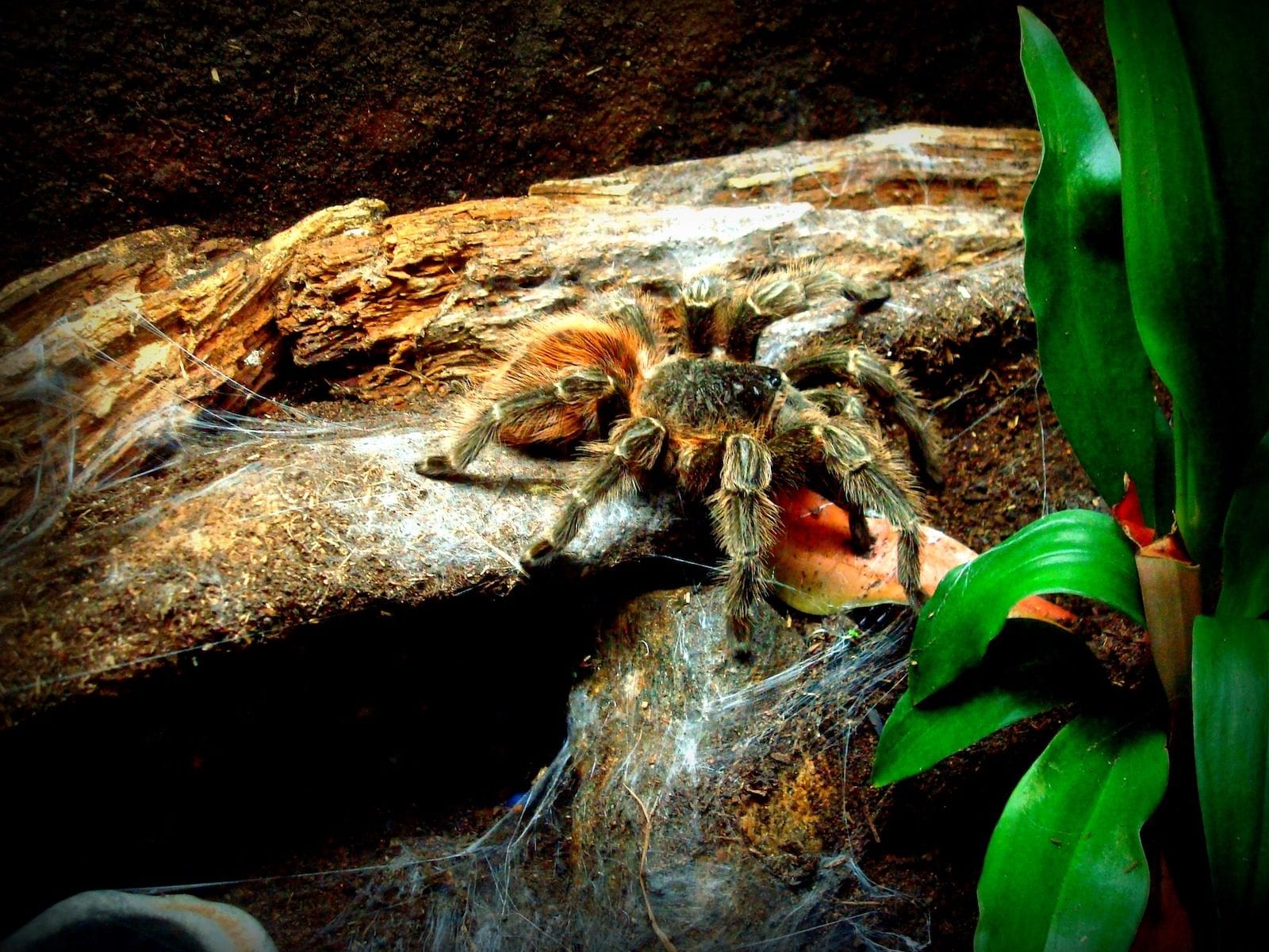 Laba-laba Tarantula