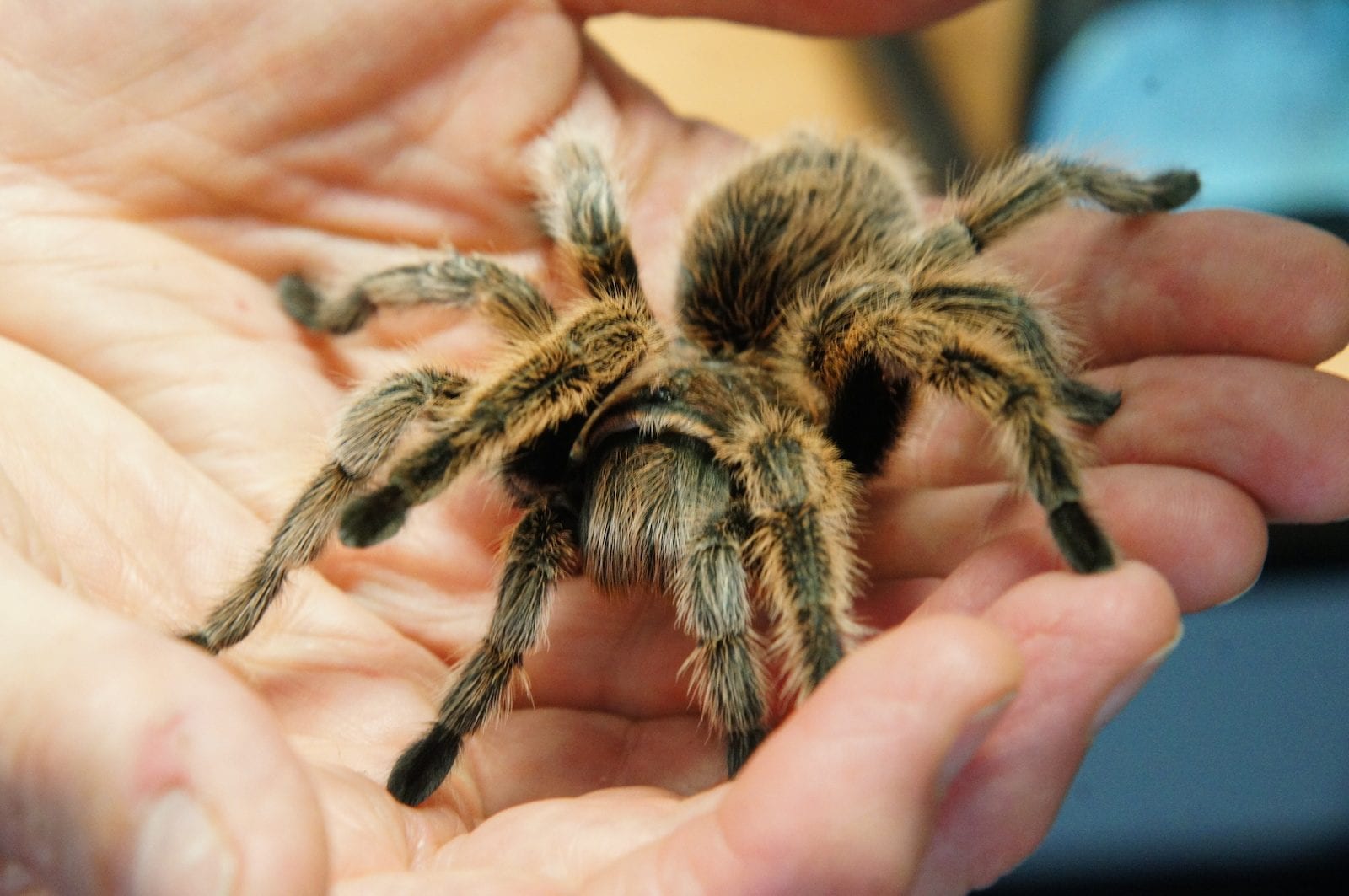 Tarantula Spider