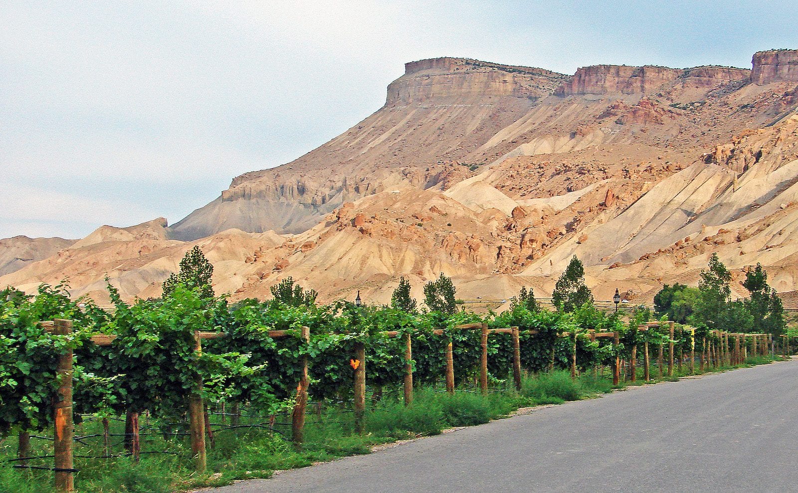 Vineyard, Palisade, CO