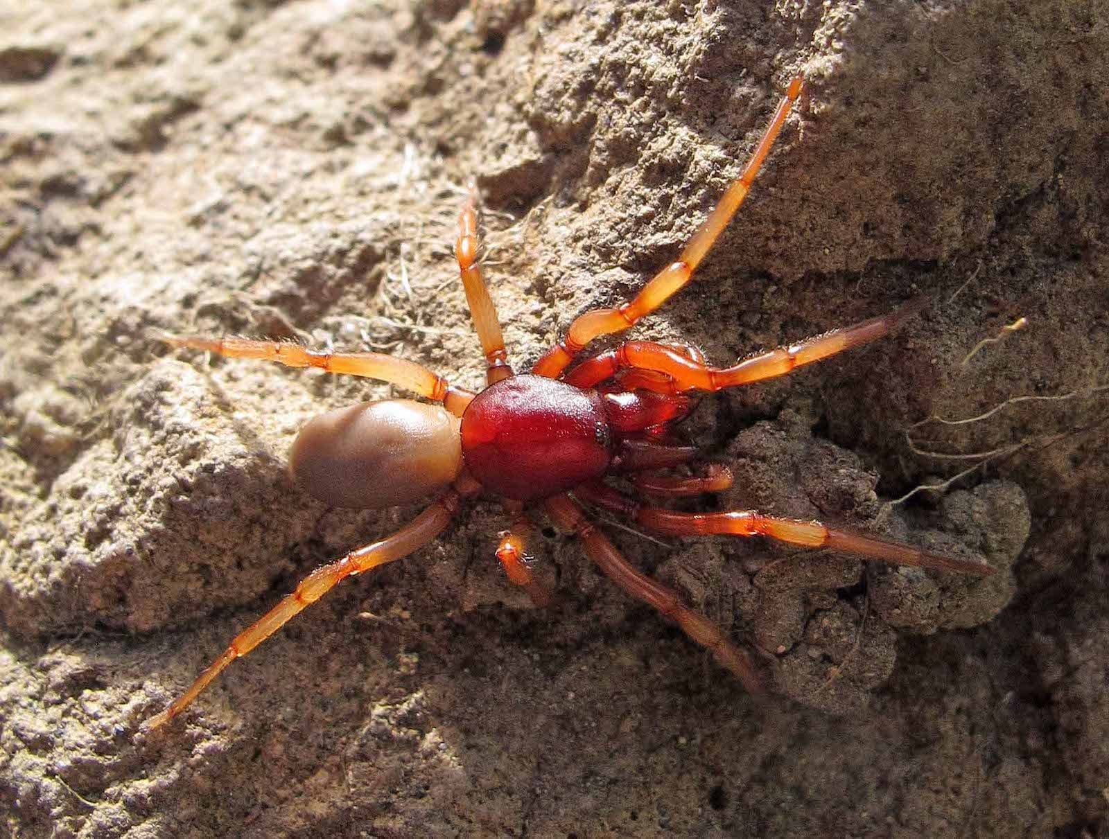 Woodlouse Spider