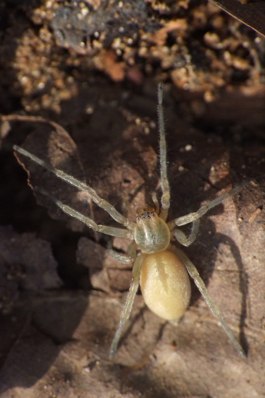 Yellow Sac Spider colorado