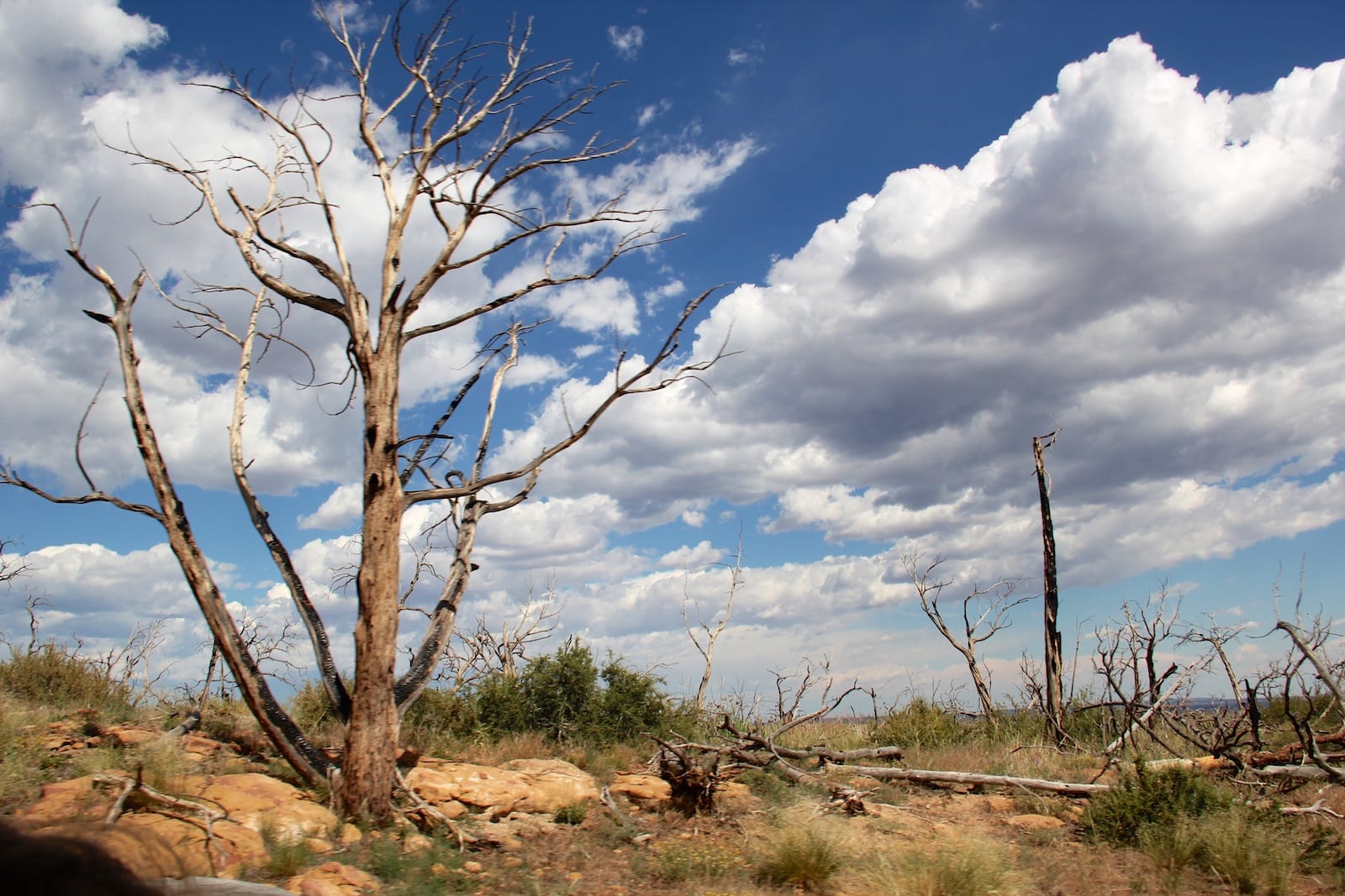 Mesa Verde National Park Hike Wetherhill Mesa Dead Tree
