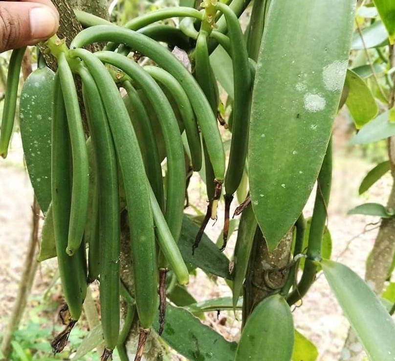 Vanilla Beans Indonesia