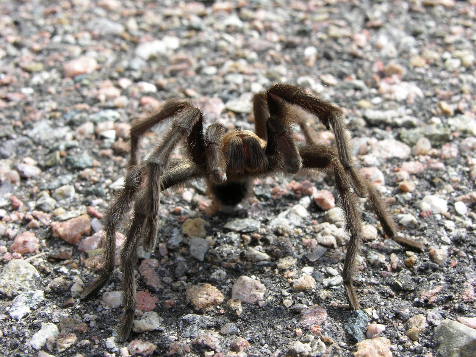 Laba-laba Tarantula