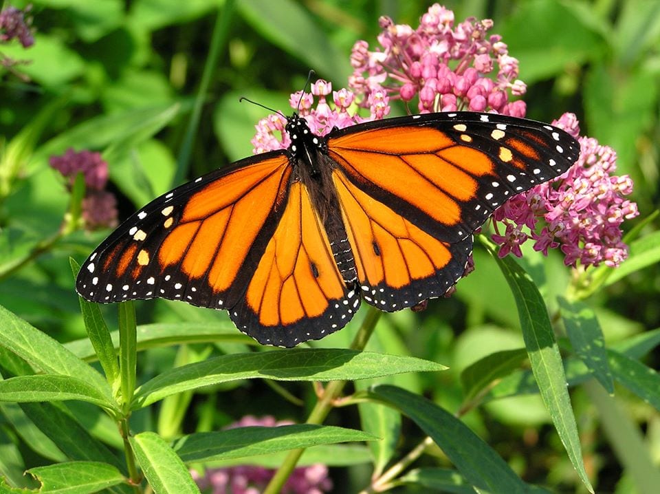 image of butterfly at butterfly pavilion