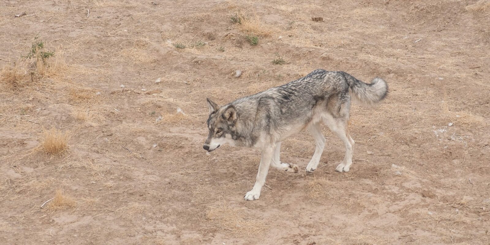 image of eastern gray wolf