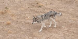 image of eastern gray wolf