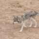 image of eastern gray wolf