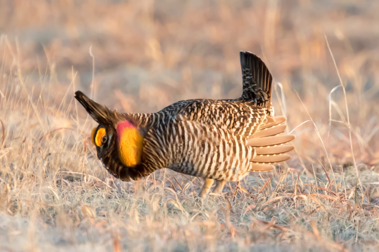 image of greater prairie chicken