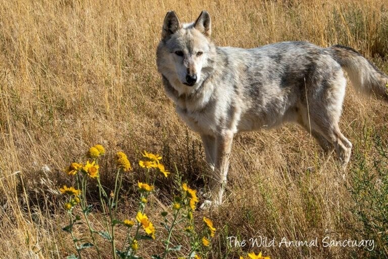 Are There Wild Wolves in Colorado? | History of Wolves in Rockies ...
