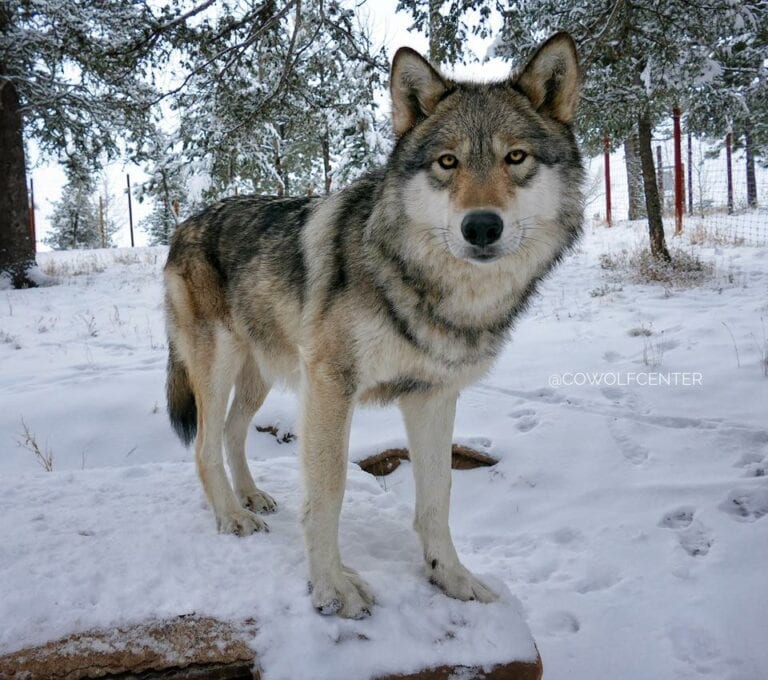 Are There Wild Wolves in Colorado? History of Wolves in Rockies