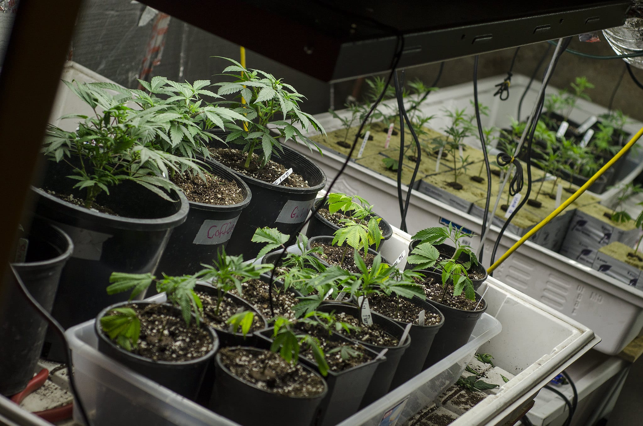 image of marijuana plant