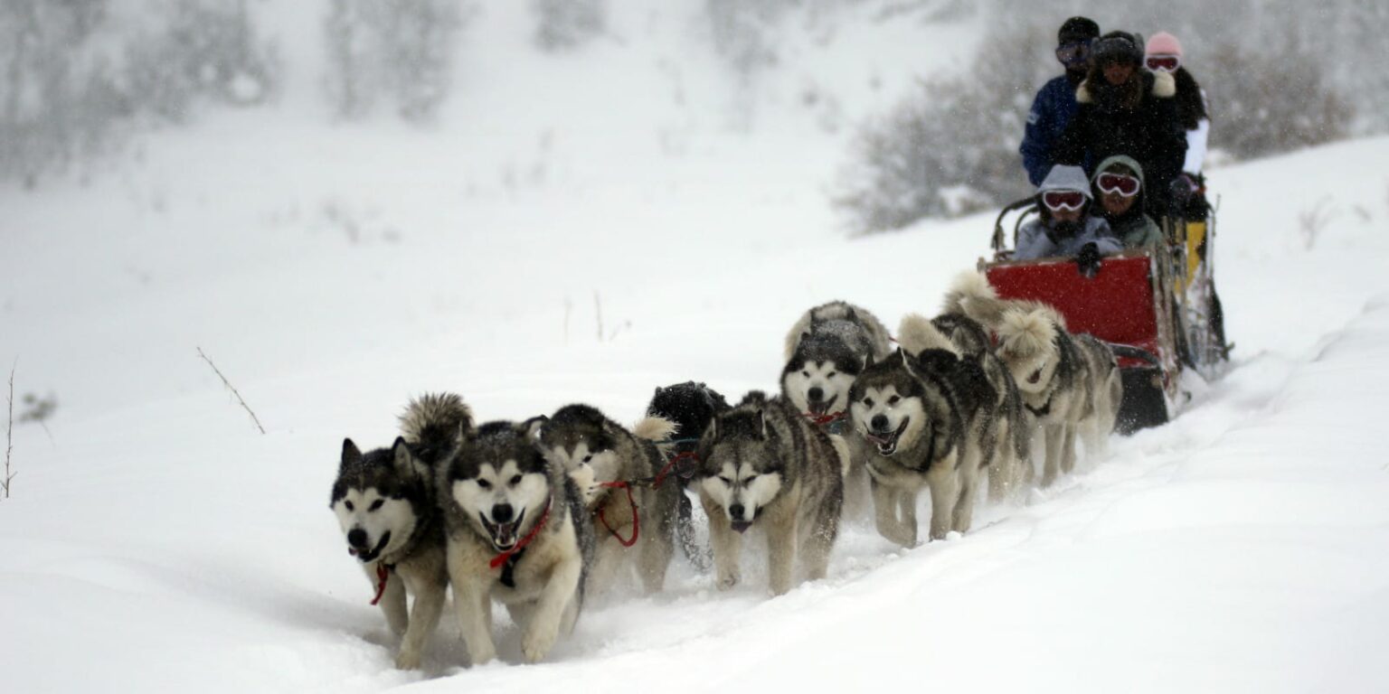 San Juan Sled Dogs Pagosa Springs, CO Dog Sledding Tours near Altura