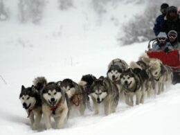 San Juan Sled Dogs Pagosa Springs