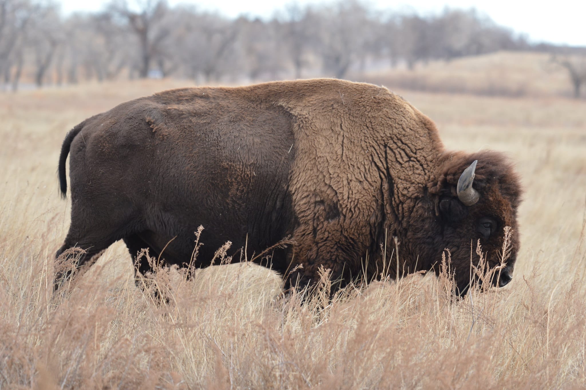 Native Wildlife Species in Colorado