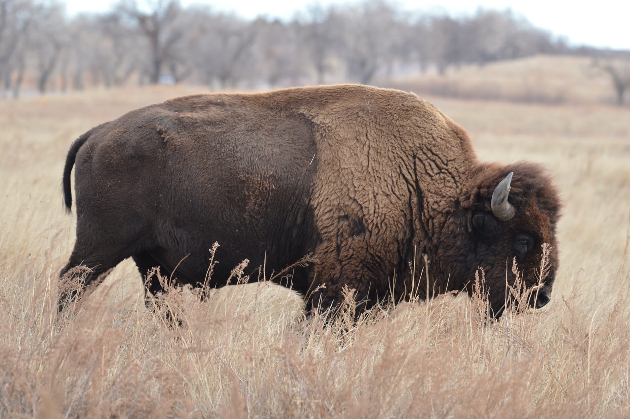 What Animals are Considered 'Keystone Species' in Colorado?