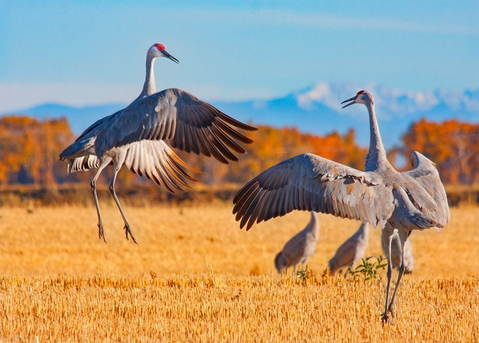 image of sandhill cranes