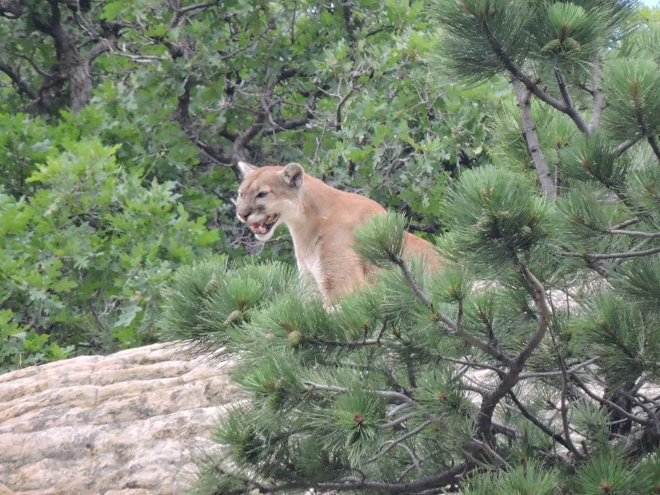 image of mountain lion at Roxborough State park