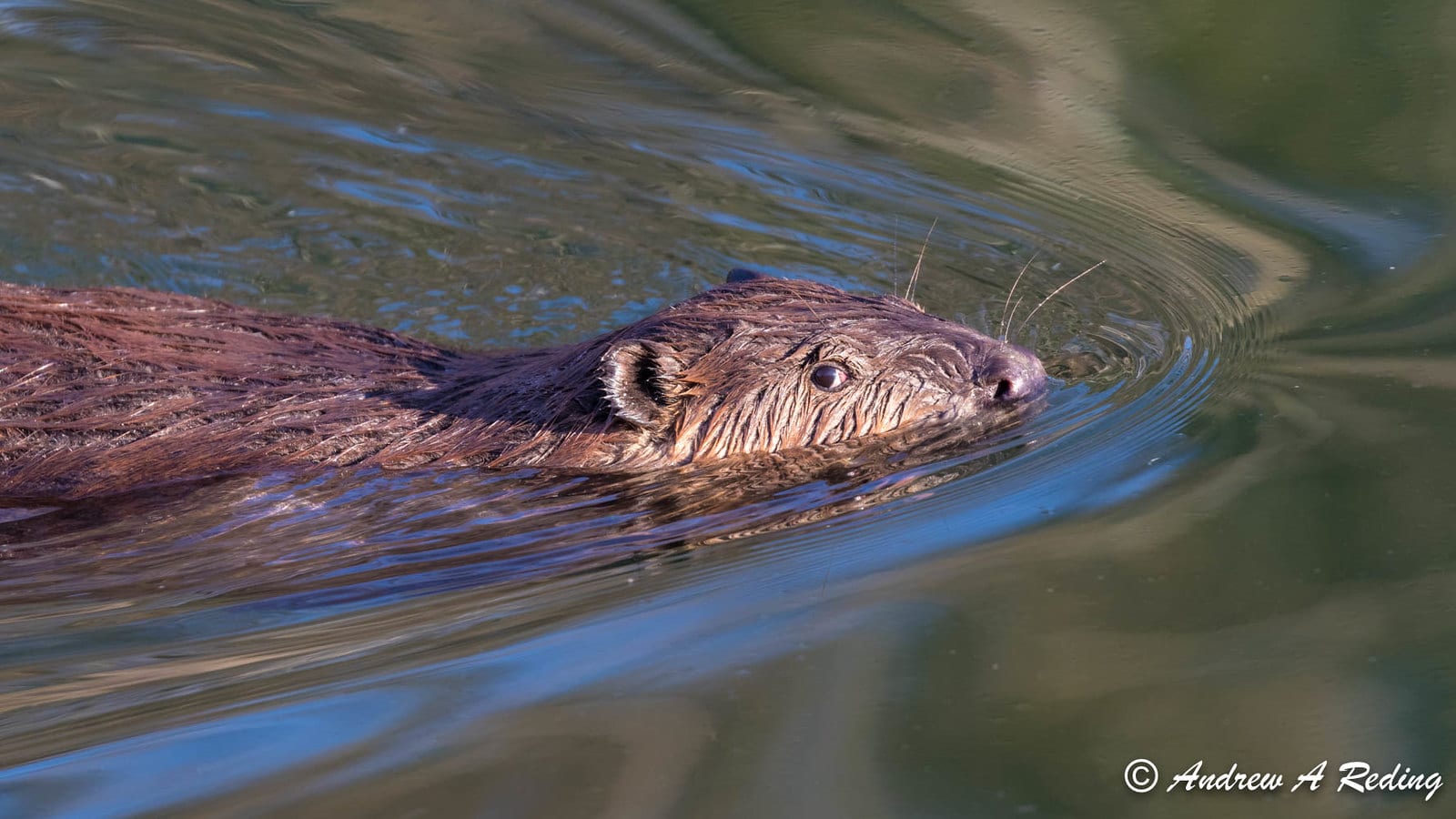 image of the north american beaver