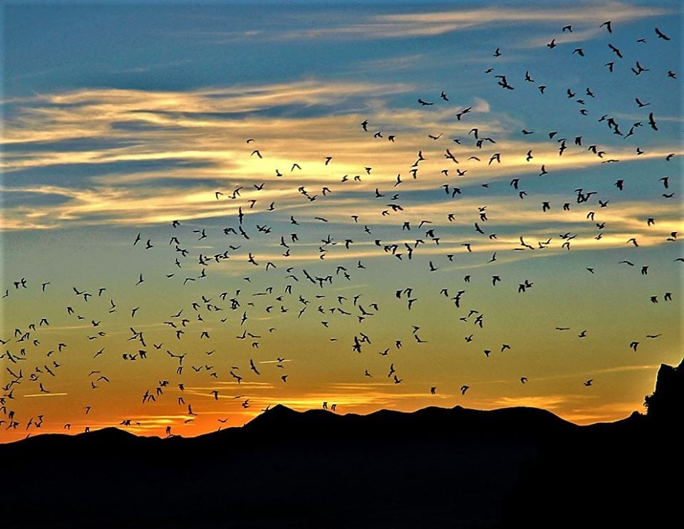 image of bats at orient land trust