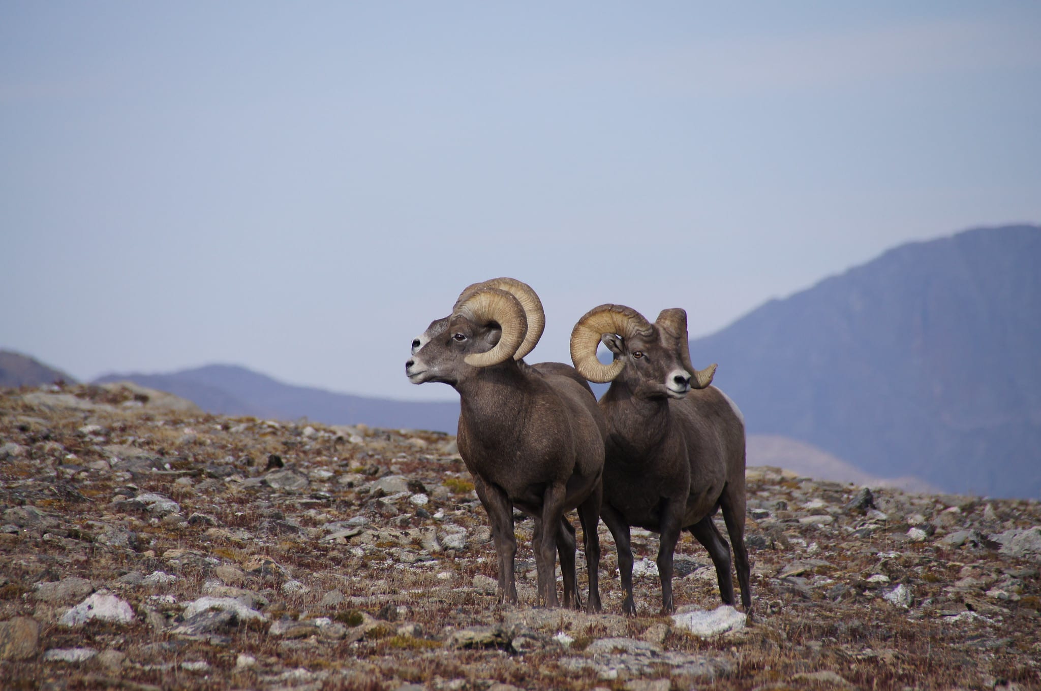 image of bighorn sheep rocky mountain national park