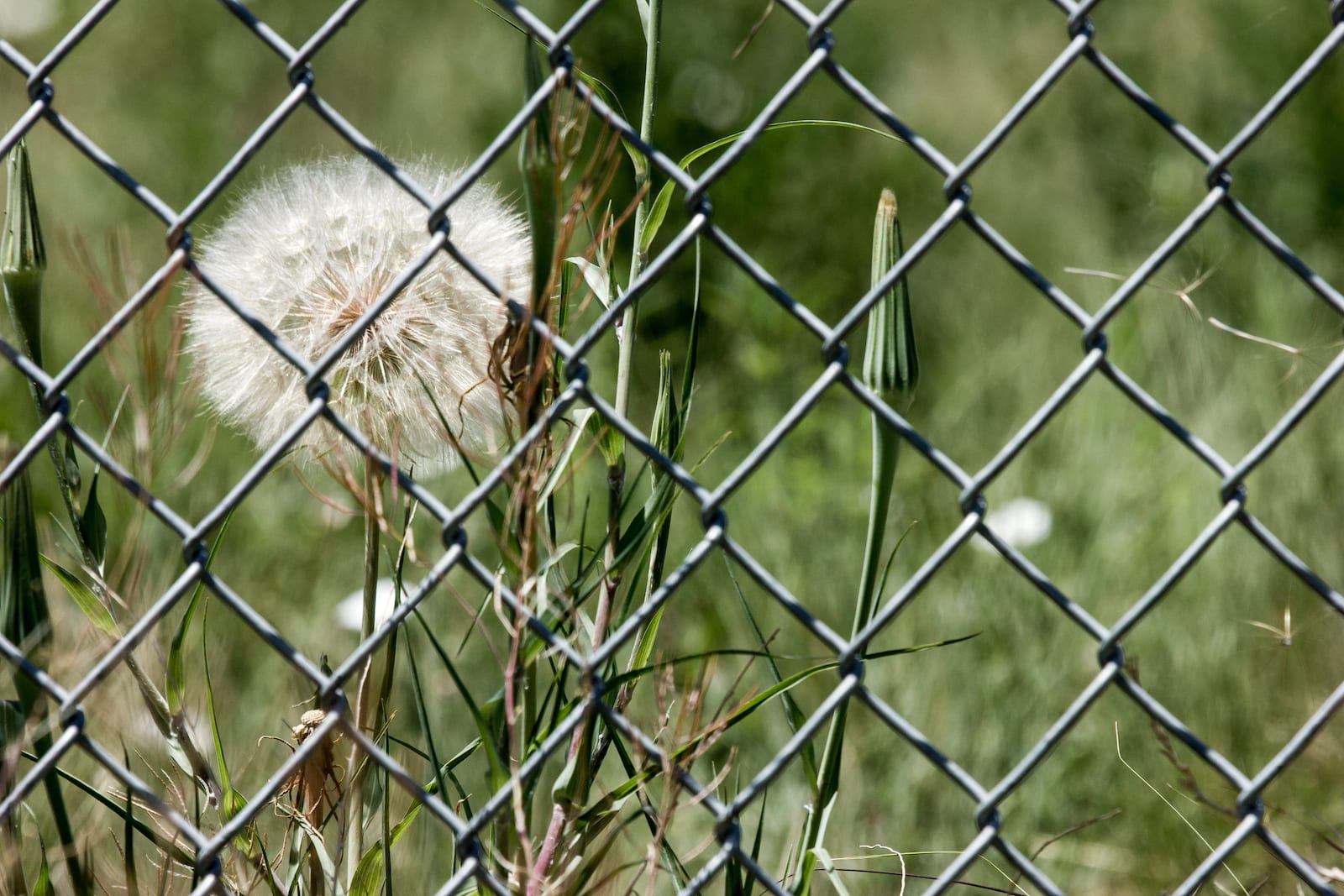 Colorado Strange Laws Large Dandelions Pueblo