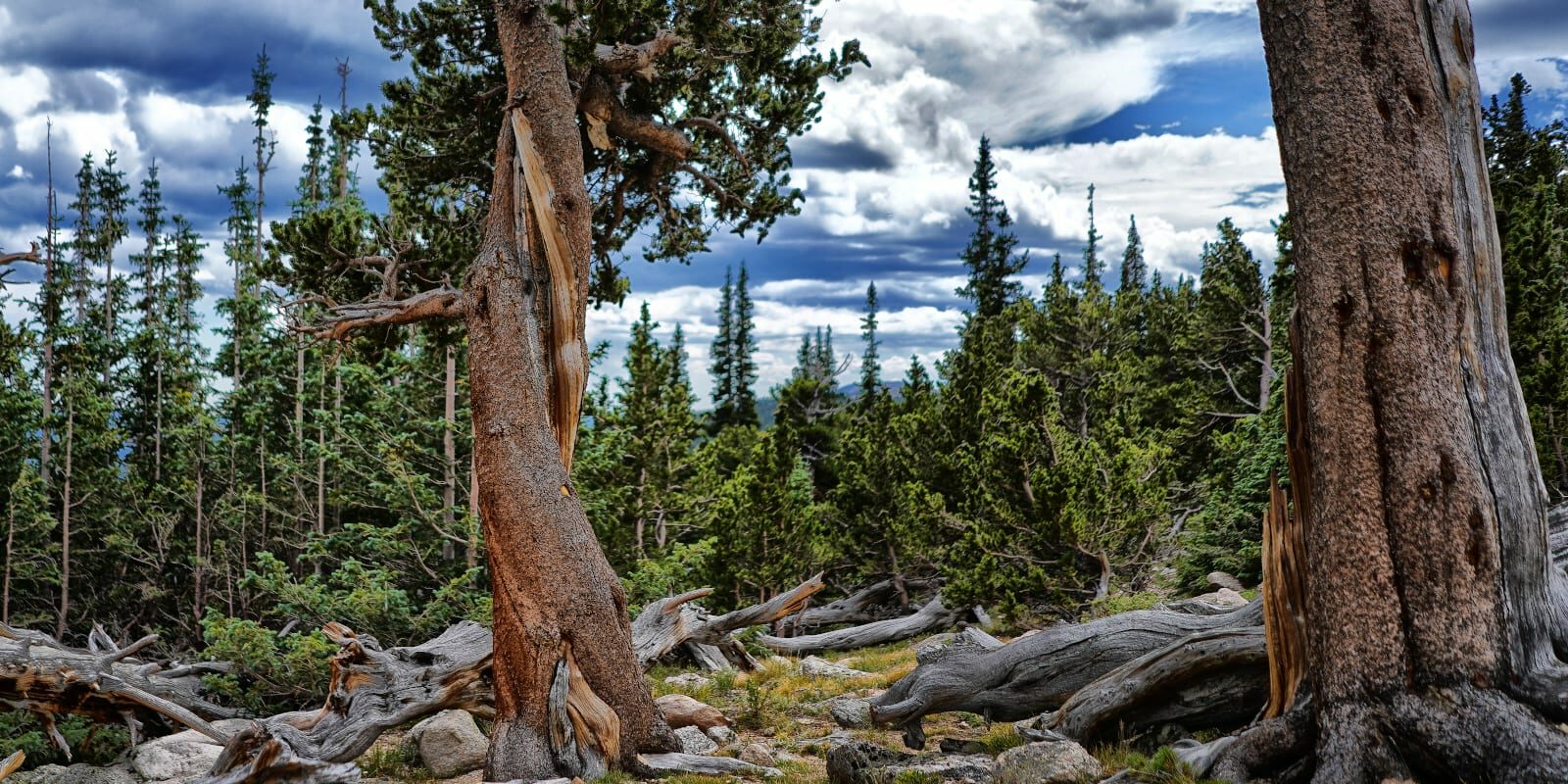 Colorado Tourism Regions Mount Goliath Bristlecone Pines