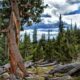 Colorado Tourism Regions Mount Goliath Bristlecone Pines