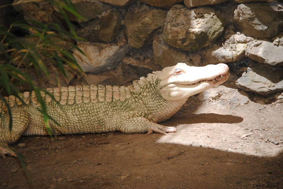 image of albino gator