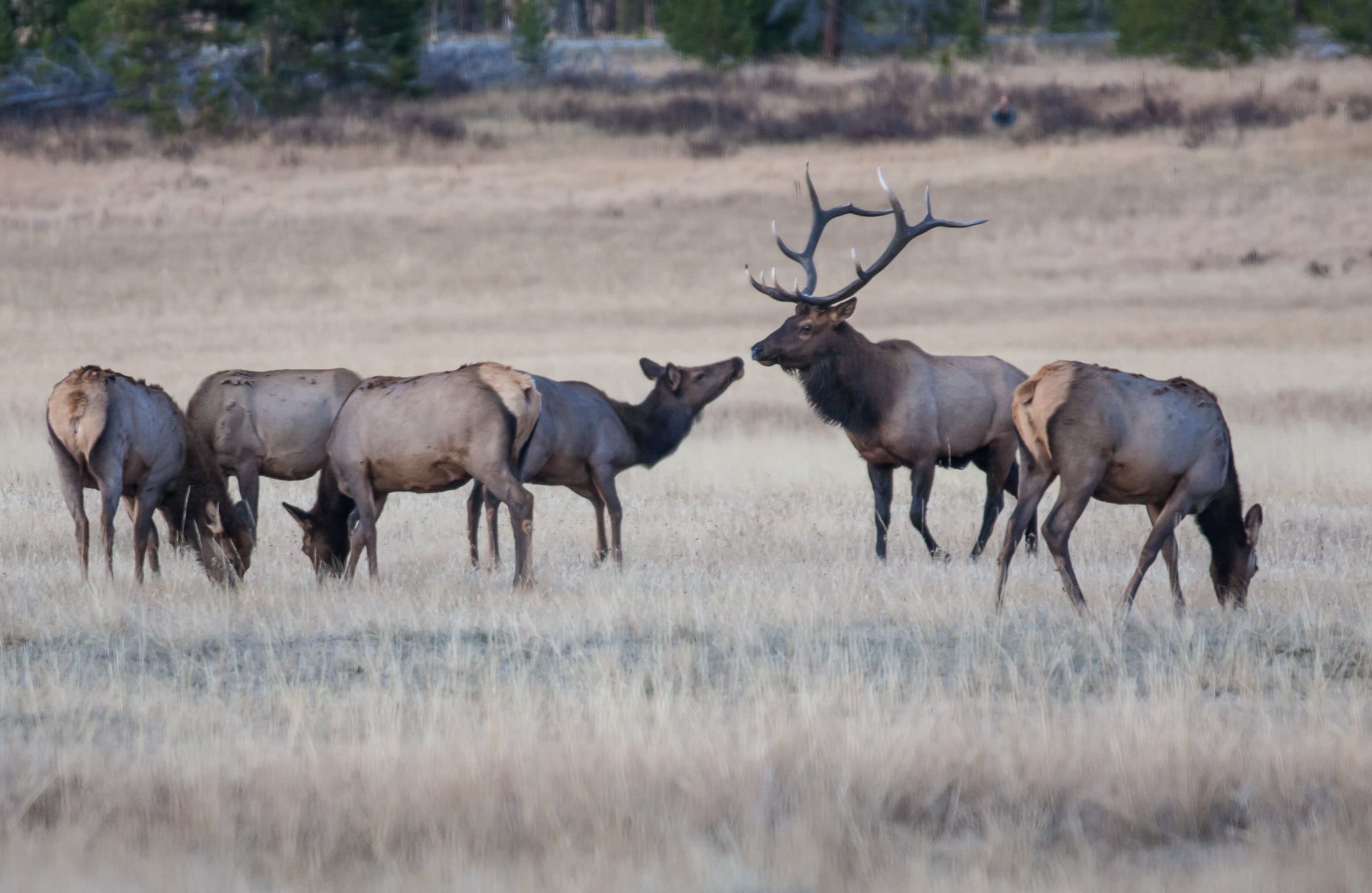 image of elk at rocky mountain national park