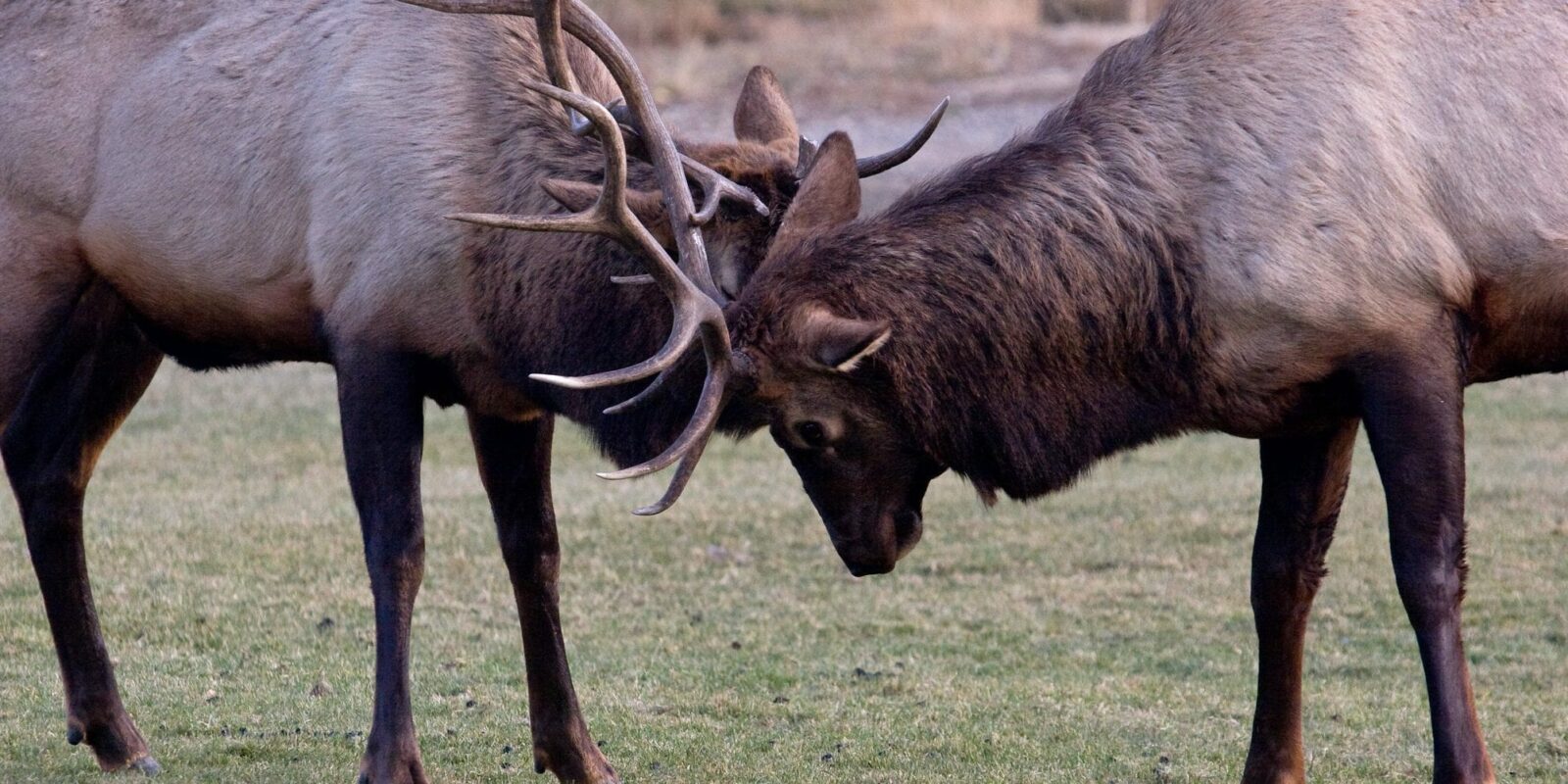 image of Elk Sparring