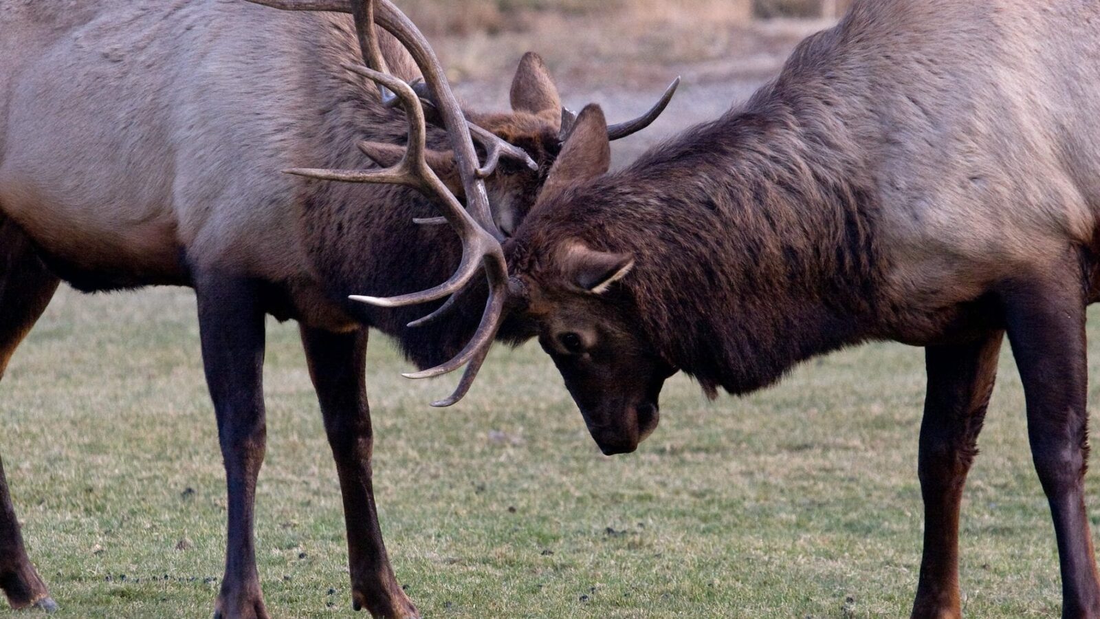 image of Elk Sparring