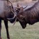 image of Elk Sparring