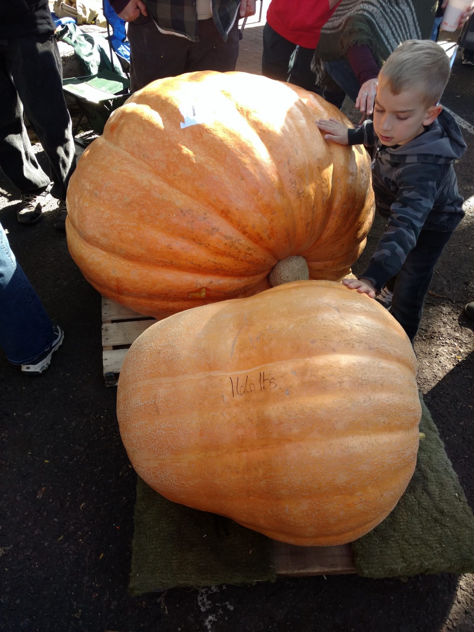 Giant Pumpkin Fest Old Colorado City Dua Labu