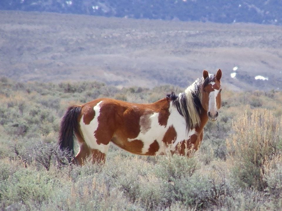 image of wild horse at sand wash basin