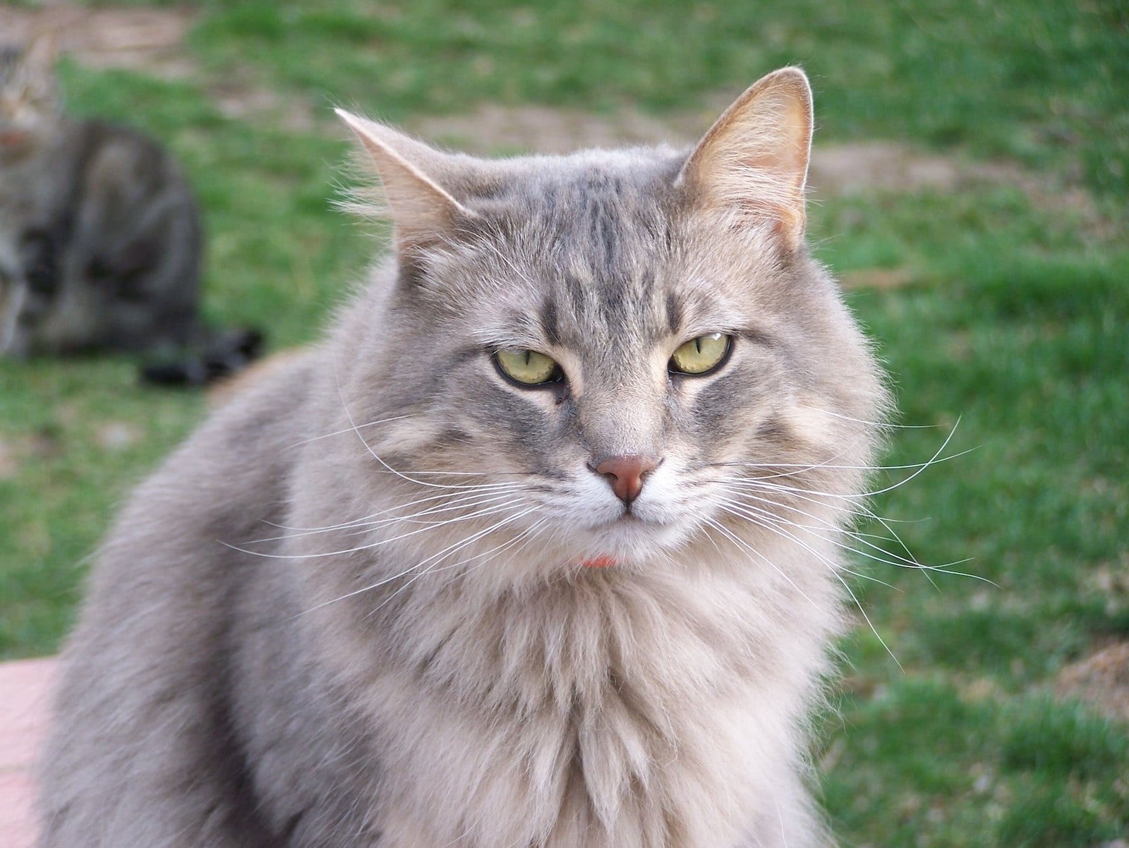 Adtoped cat Theo