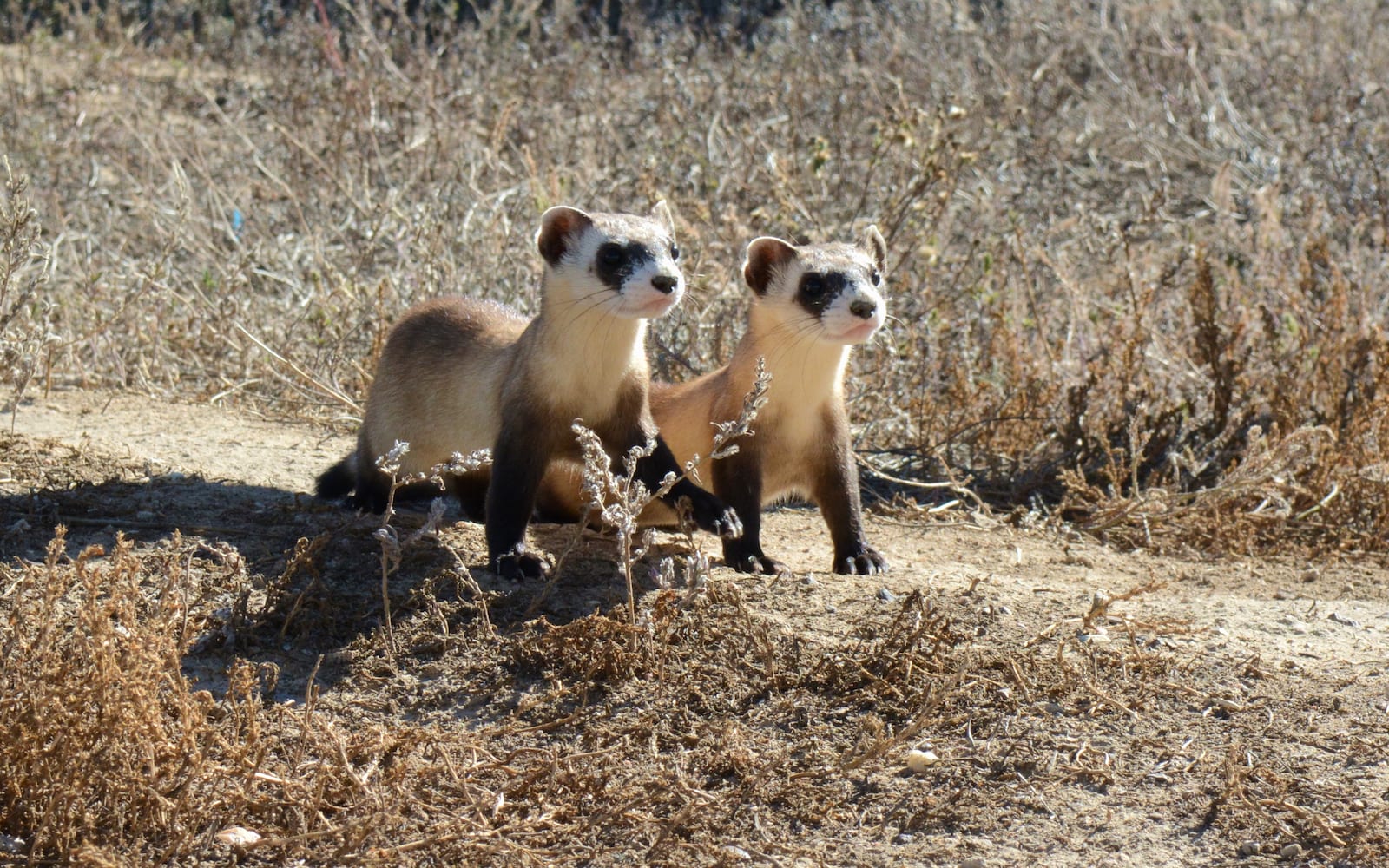 Black-Footed Ferret, Colorado
