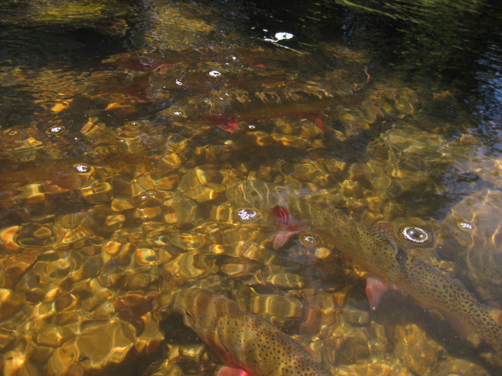 Colorado Greenback cutthroat trout