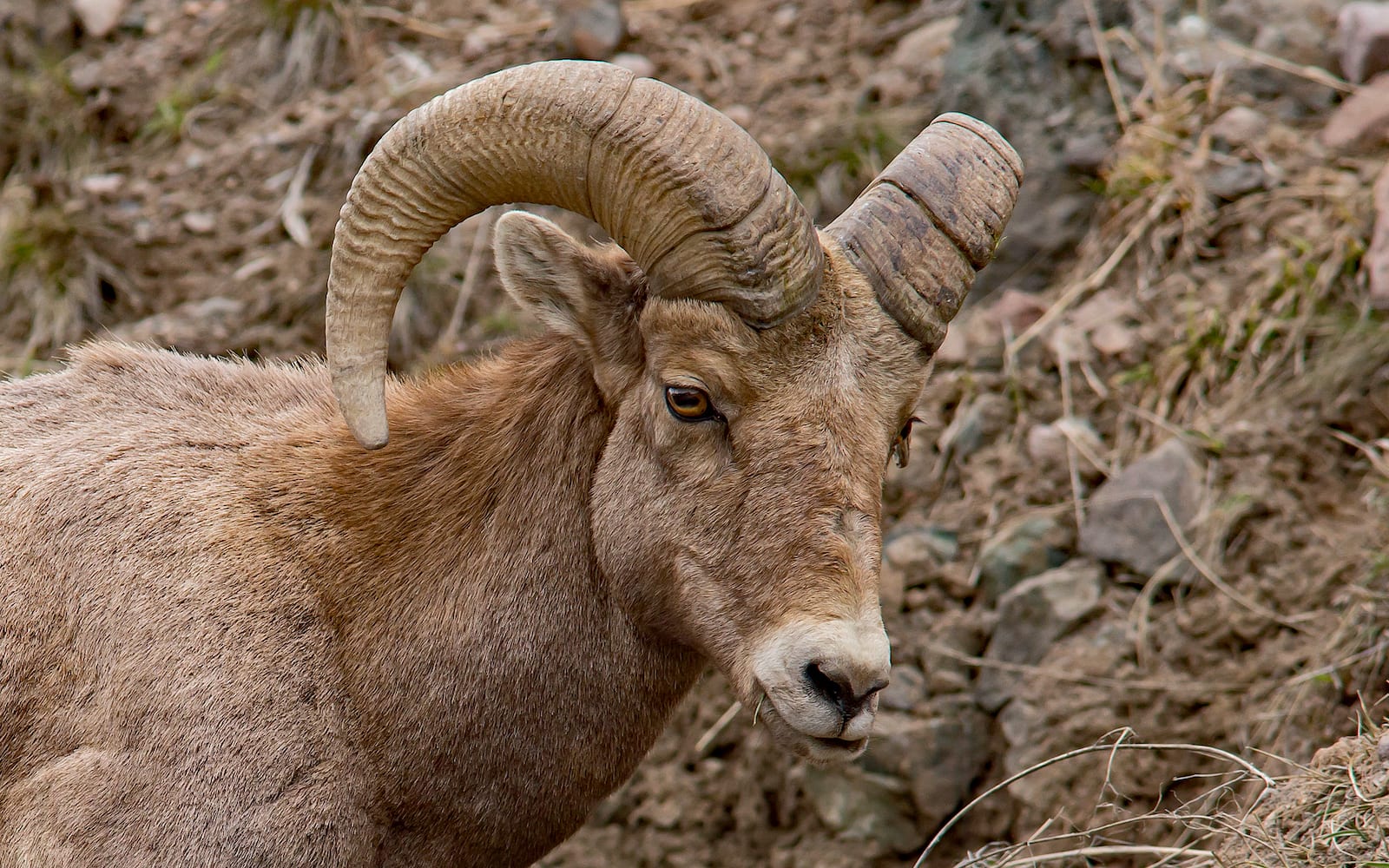 Rocky Mountain bighorn sheep, CO