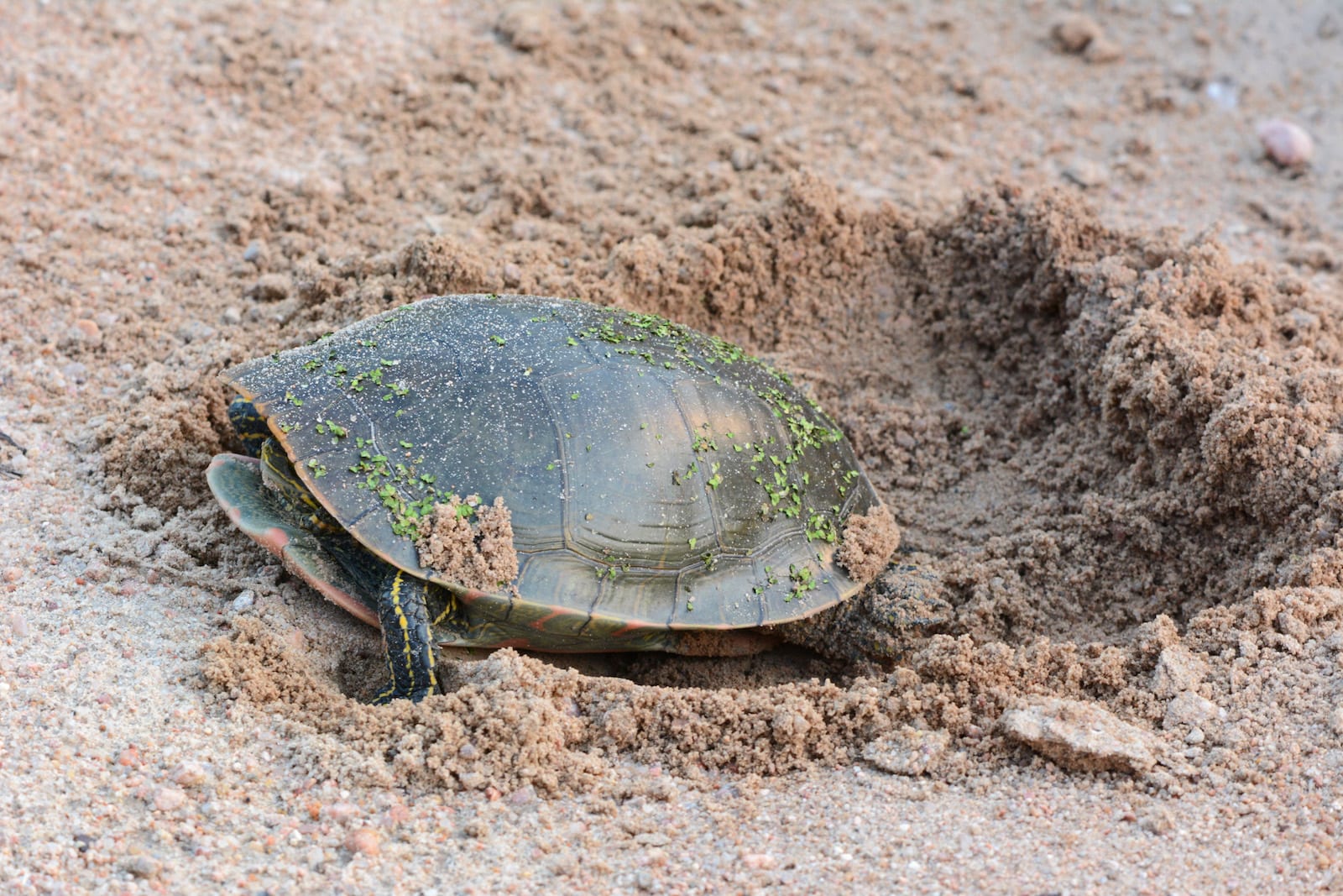 Western painted turtle, Colorado