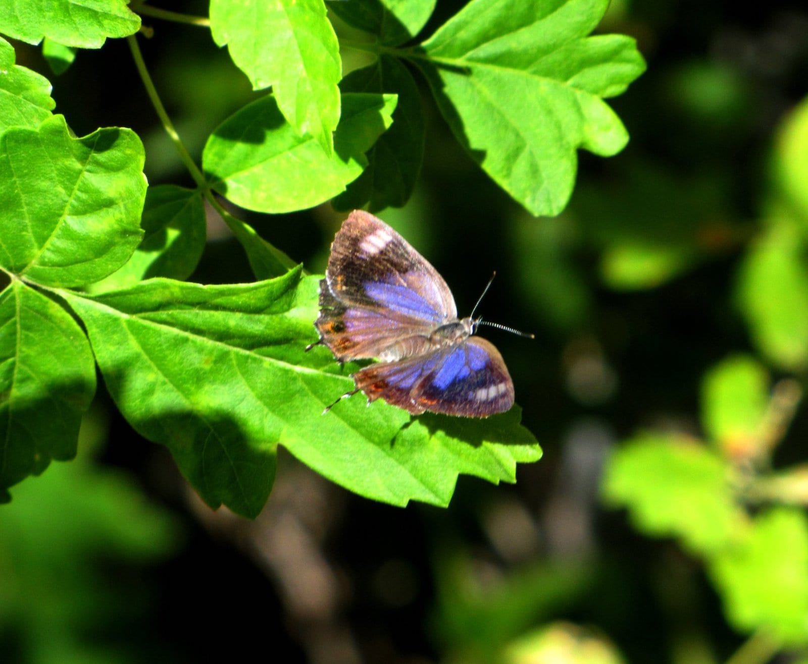 Colorado hairstreak butterfly