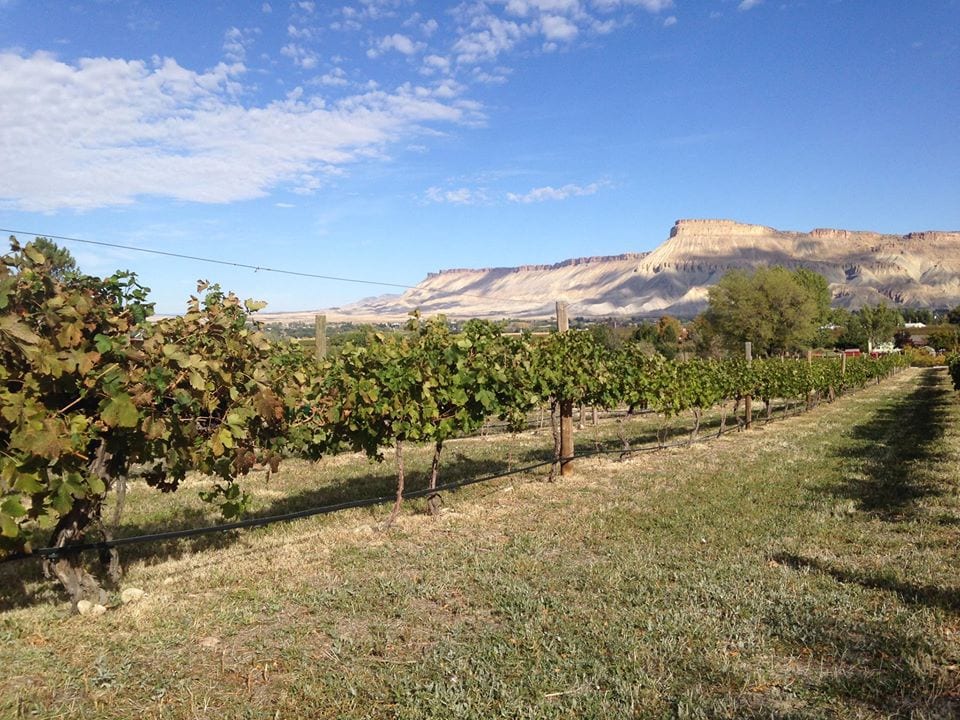 Colorado cellaras winery palisade colorado