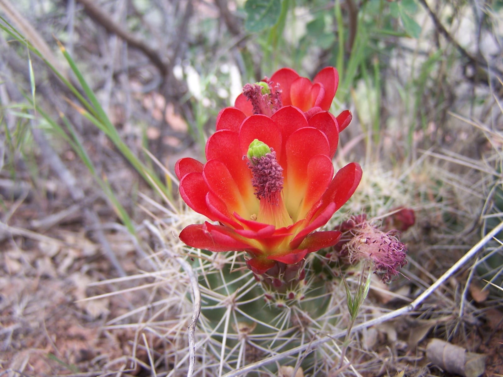 Echinocereus triglochidiatus in Colorado