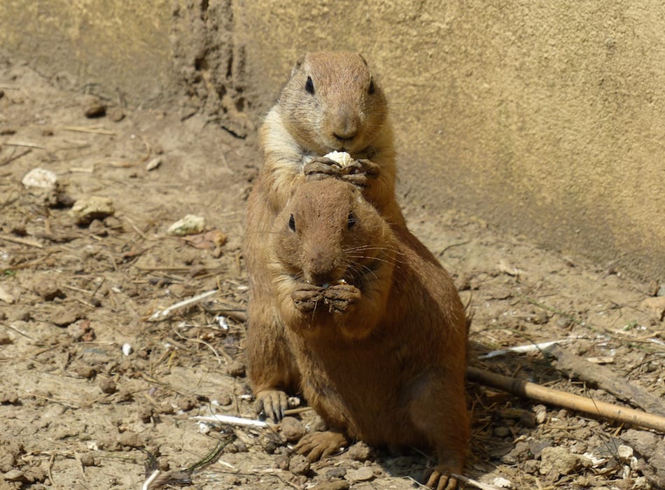 Gunnison's Prairie Dog, Colorado